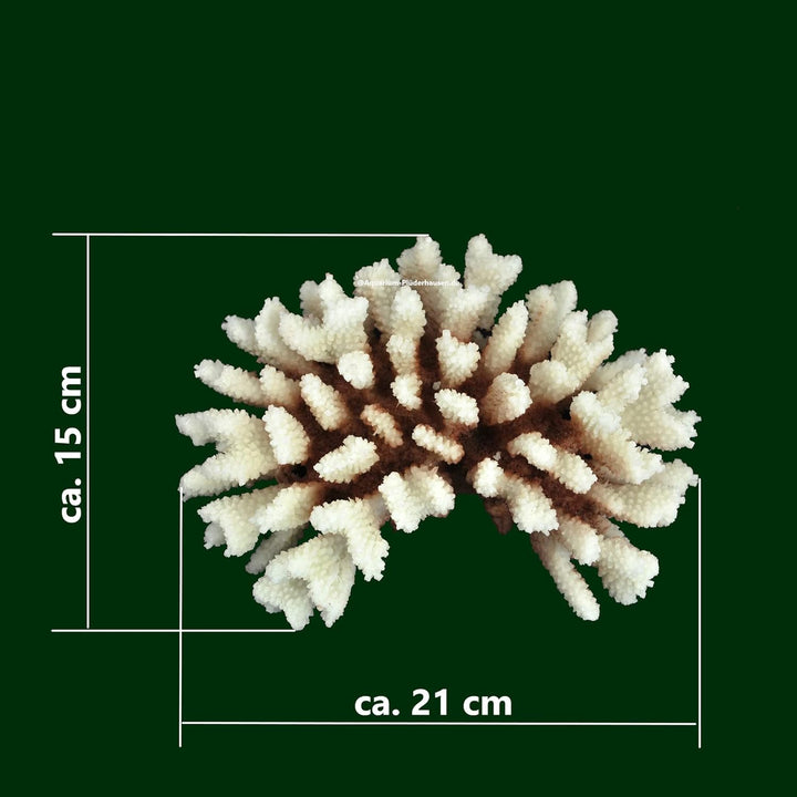 AQUARIUM PLÜDERHAUSEN Steinkoralle, 21x15x8 cm, SPS, Meerwasseraquarium Korallen, Acropora Nachbildu