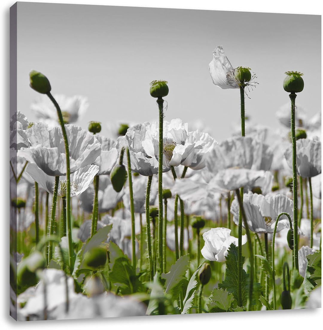 Pixxprint Blumenwiese Mohnblumen schwarz/weiss, Format: 70x70 als Leinwandbild, 70x70