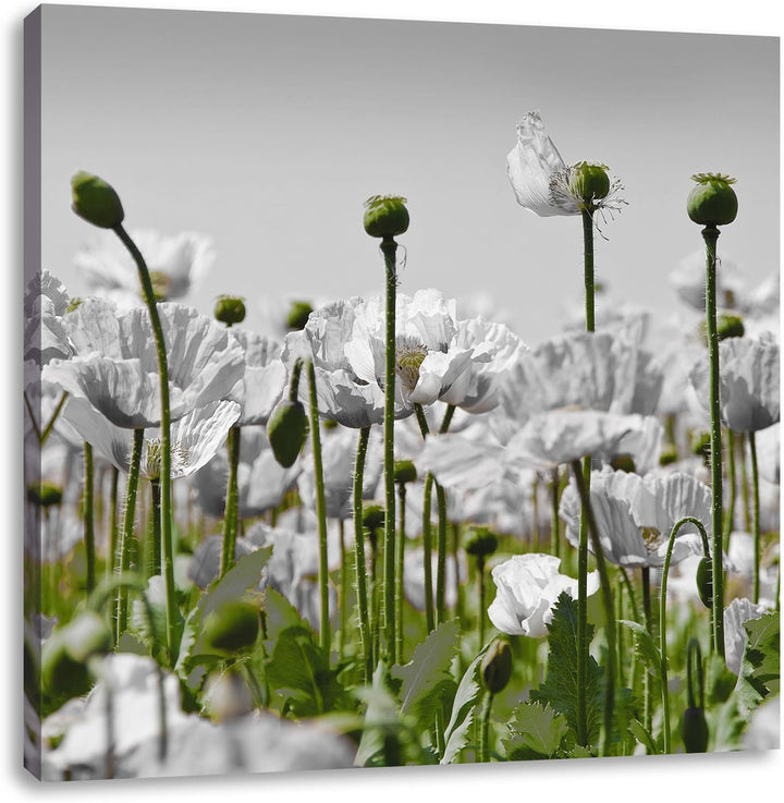 Pixxprint Blumenwiese Mohnblumen schwarz/weiss, Format: 70x70 als Leinwandbild, 70x70