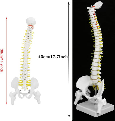 Wirbelsäule Modell, Wissenschaftliches Menschliches Wirbelsäulenmodell 45 cm Lebensgrosses Abnehmbar