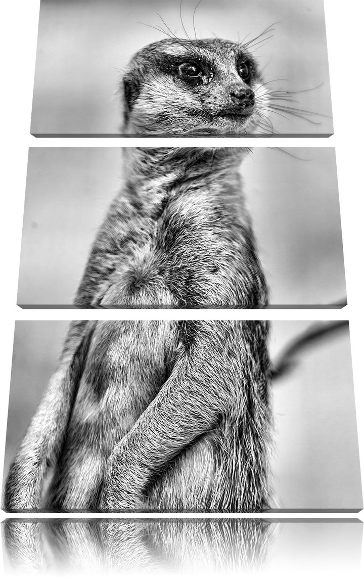 Pixxprint aufmerksames Erdmännchen / 3-Teilig/Gesamtmass 120cm Leinwandbild bespannt auf Holzrahmen/