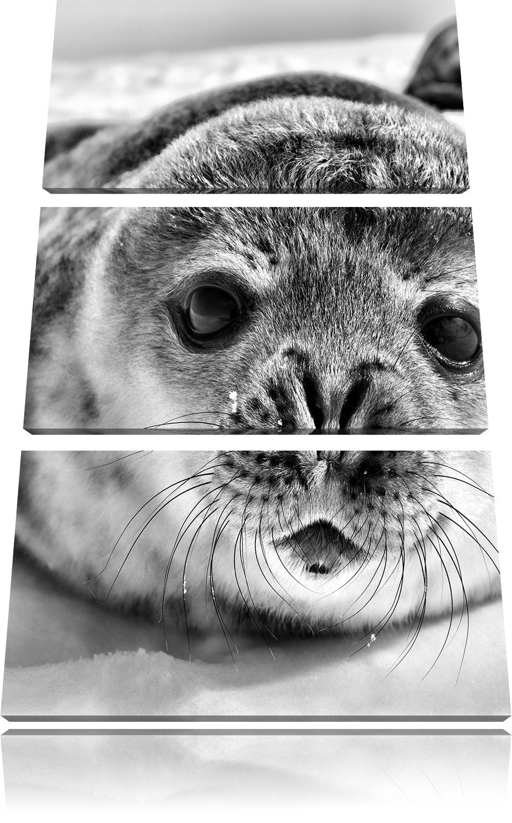 Pixxprint Süsses Robben Baby als Leinwandbild/Grösse: 3 Teilig (120x80) cm/Wandbild/Kunstdruck/ferti