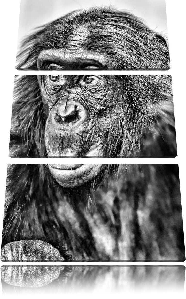 Pixxprint scheuer junger Gorilla als Leinwandbild/Grösse: 3 Teilig (120x80) cm/Wandbild/Kunstdruck/f