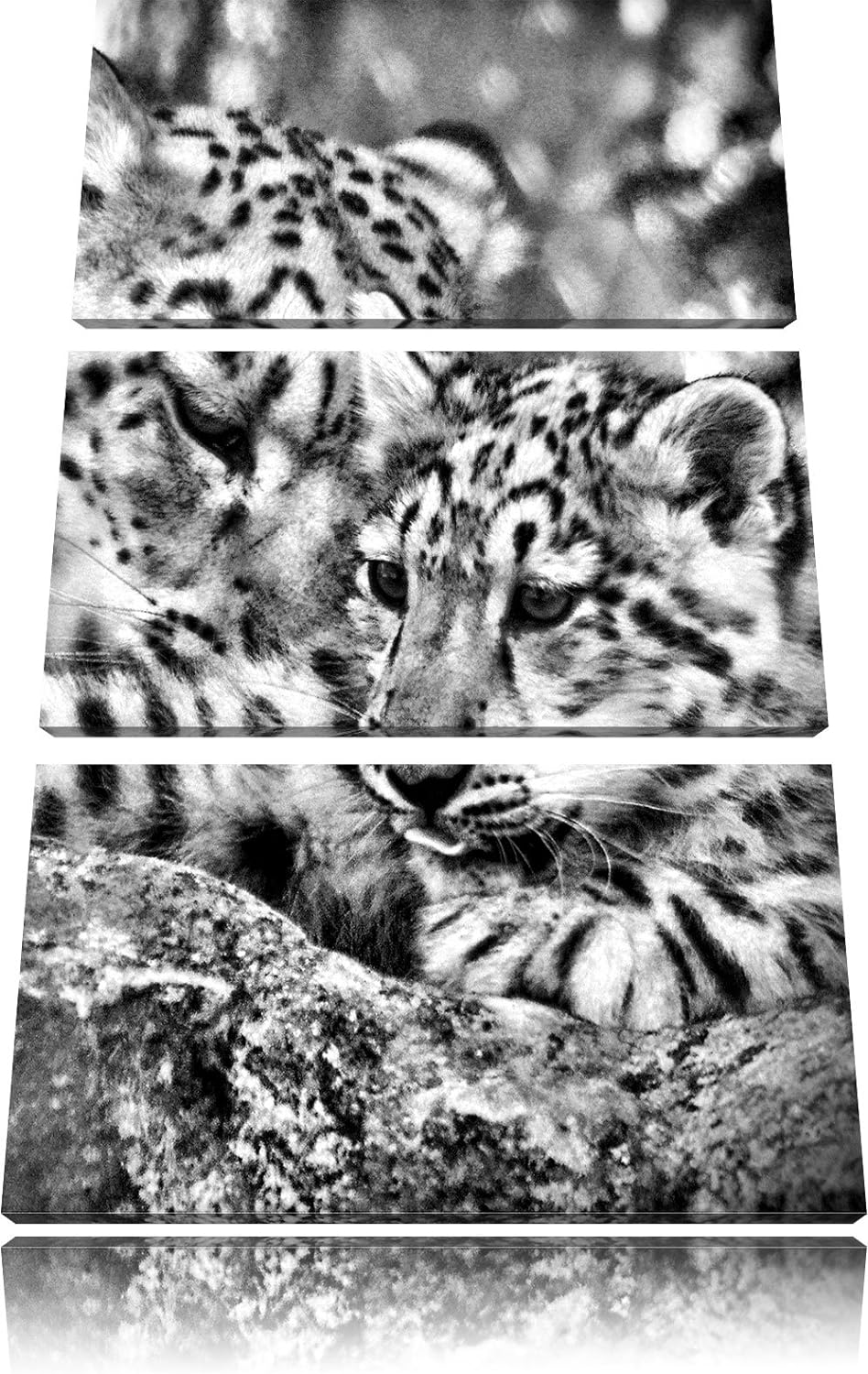 Pixxprint Leopard mit Jungtier als Leinwandbild/Grösse: 3 Teilig (120x80) cm/Wandbild/Kunstdruck/fer