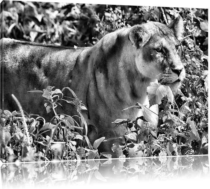 Monocrome, wachsame Löwin, Format: 100x70 auf Leinwand, XXL riesige Bilder fertig gerahmt mit Keilra