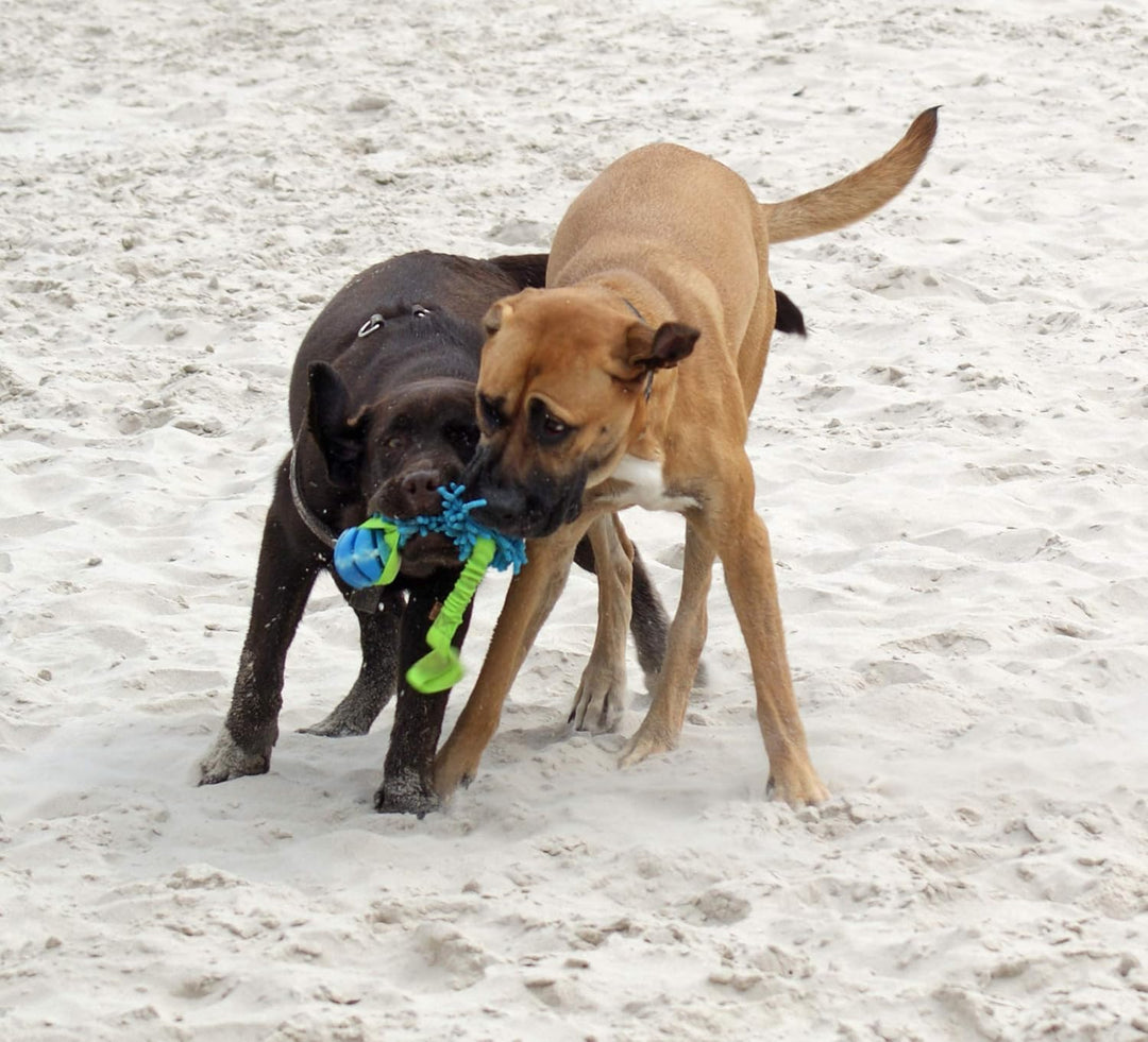 Dingo Mop Bungee Blau Mikrofaser mit Vanille Duft Ball Hundespielzeug Agility Apporte zum Spielen Ta