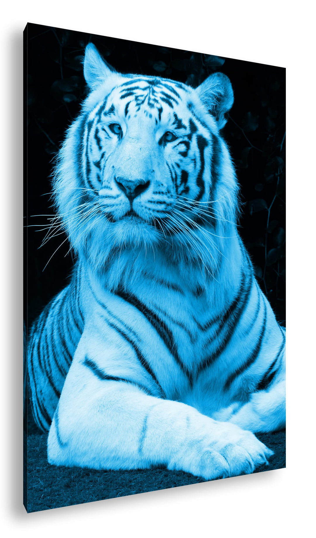 deyoli majestätischer Tiger Format 80x60 Effekt: Monocrome Blau als Leinwandbild, Motiv fertig gerah