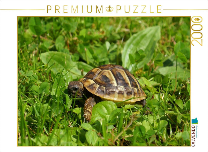 CALVENDO Puzzle Griechisches Landschildkröten Baby 2000 Teile Lege-Grösse 90 x 67 cm Foto-Puzzle Bil