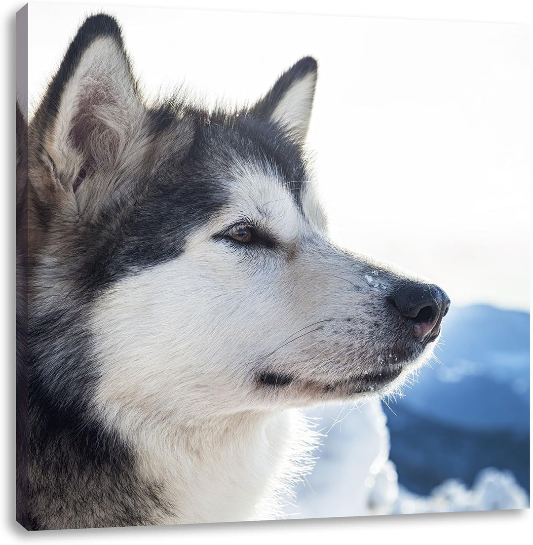 Süsser Husky im Schnee, Format: 70x70 auf Leinwand, XXL riesige Bilder fertig gerahmt mit Keilrahmen