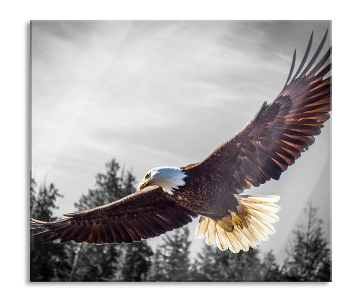 grosser fliegender Adler Herdabdeckplatte & Spritzschutz aus Echtglas | Für Herd-Kochfelder | 60x52