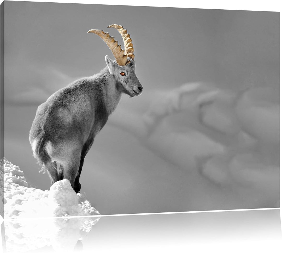 schöner Steinbock im Schnee schwarz/weiss Format: 100x70 auf Leinwand, XXL riesige Bilder fertig ger
