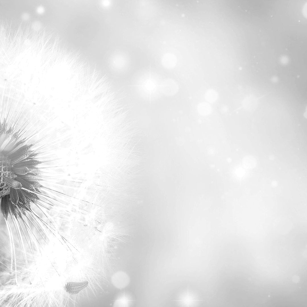 Runa Art Wandbilder Blumen Pusteblume 5 Teilig Bild auf Vlies Leinwand Deko Wohnzimmer Abstrakt Schw