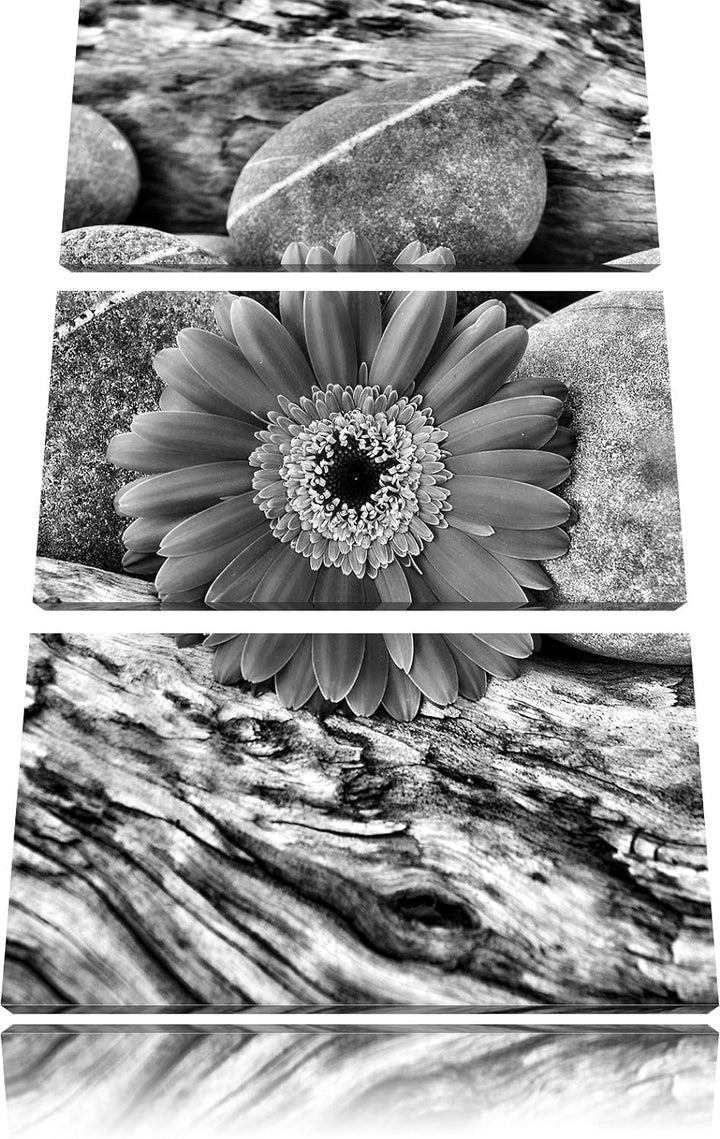 Pixxprint Gerbera zwischen Zen Steinen als Leinwandbild/Grösse: 3 Teilig (120x80) cm/Wandbild/Kunstd