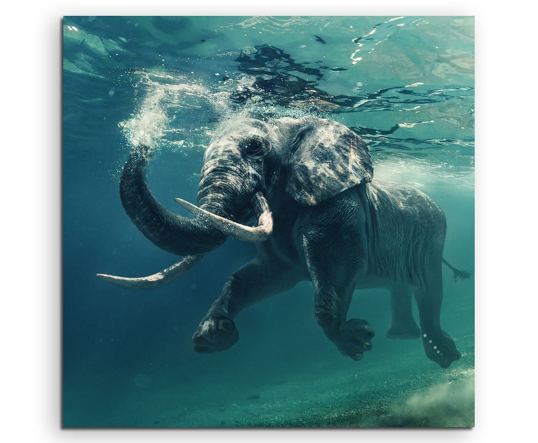 Sinus Art Wandbild 90x90cm Tierfotografie – Schwimmender Elefant unter Wasser, 90x90cm
