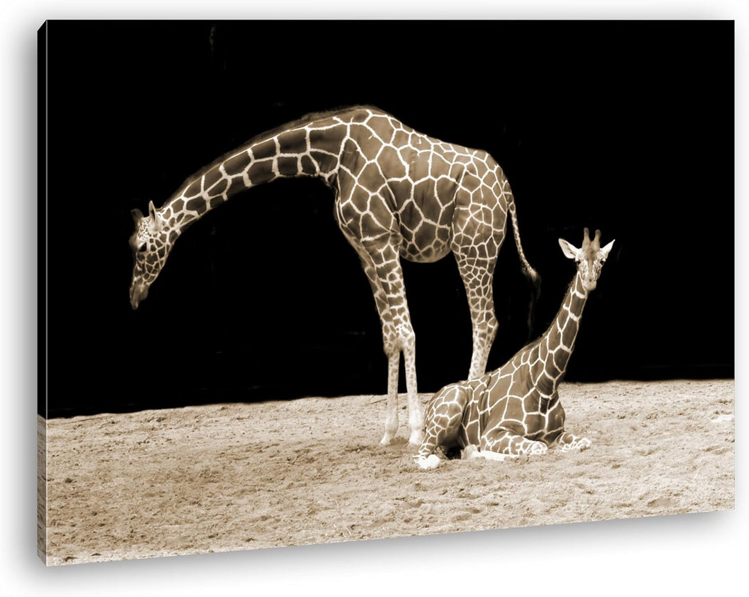 deyoli Dark entspannte Giraffen Format: 100x70 Effekt: Sepia als Leinwand, Motiv fertig gerahmt auf