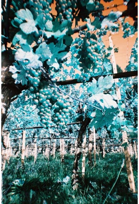 Einfache Verwendung Nachladbare Filmkamera LomoChrome Türkis