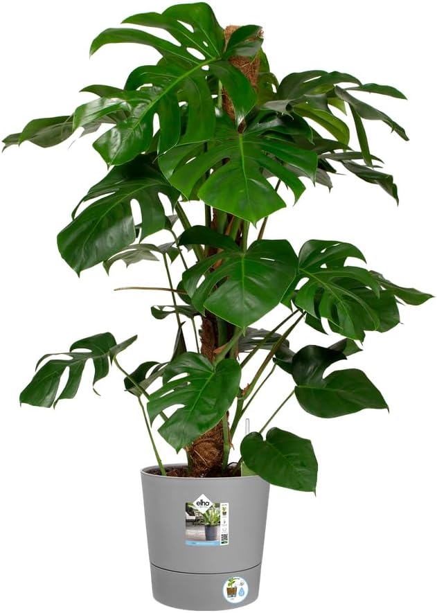 elho Greensense Aqua Care Rund 30 mit Integrierte Wasserspeicher - Blumentopf für Innen & Aussen - 1