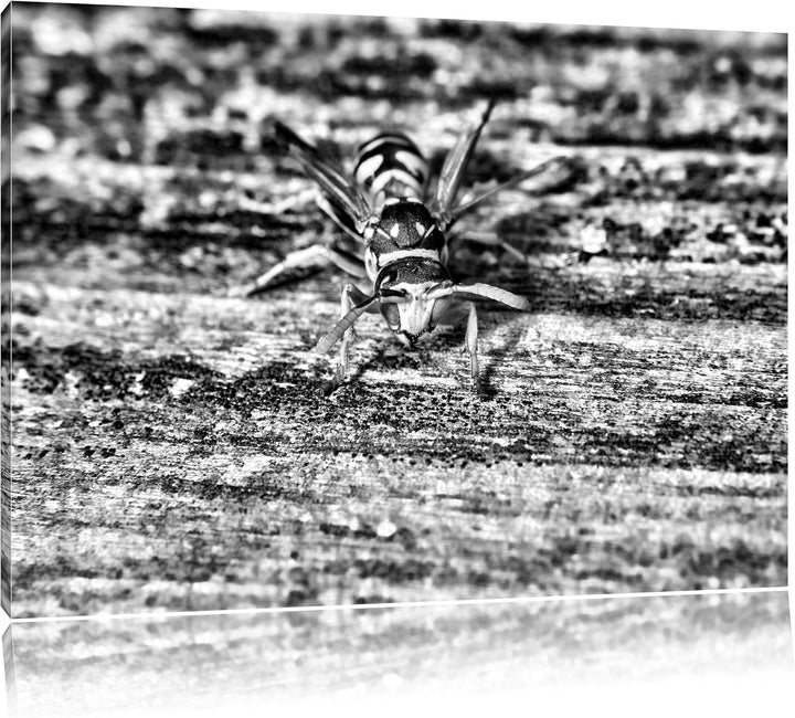 Pixxprint kleine Biene auf Holz / 100x70cm Leinwandbild bespannt auf Holzrahmen/Wandbild Kunstdruck