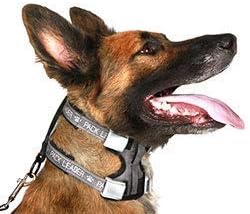 Cesar Millan Pack Leader Collar™ - Trainingshalsband des Hundeflüsterers Cesar Millan (Mittel, Blau)