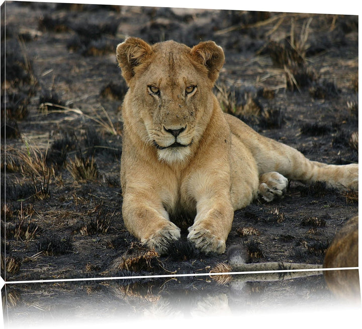 Löwin ruht auf Boden Leinwand, XXL riesige Bilder fertig gerahmt mit Keilrahmen, Kunstdruck auf Wand