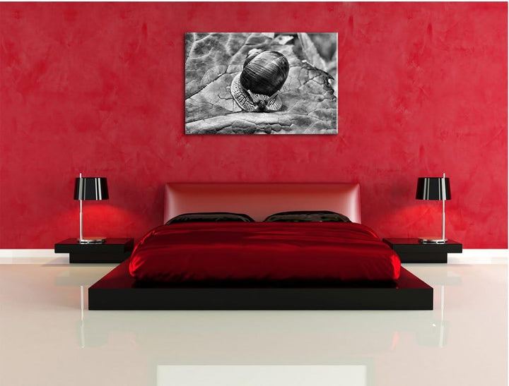 Pixxprint kleine Schnecke mit Schneckenhaus als Leinwandbild/Grösse: 100x70 cm/Wandbild/Kunstdruck/f