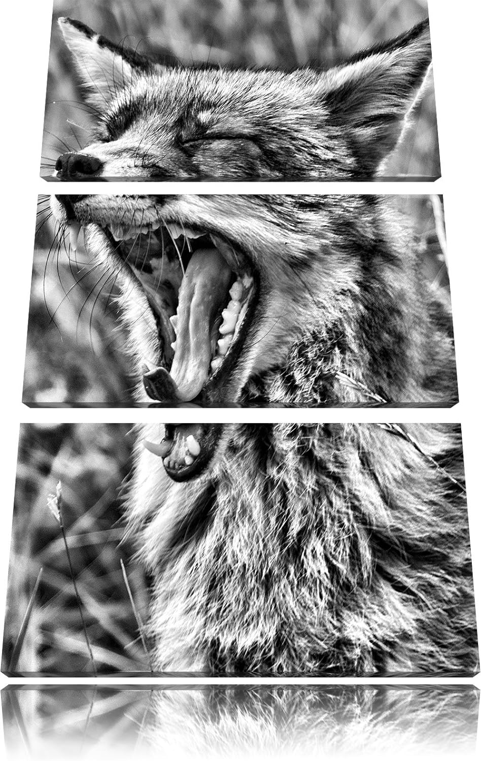 Pixxprint müder Fuchs auf Wildwiese als Leinwandbild/Grösse: 3 Teilig (120x80) cm/Wandbild/Kunstdruc