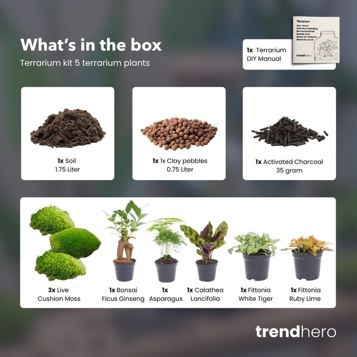 Pflanzenterrarienpaket - 5 Terrarienpflanzen - Calathea Lancifolia - Bonsai - Spargel - Nachfüll- un