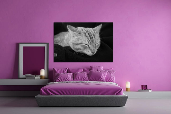 deyoli goldig schlafende Katze Effekt: Schwarz/Weiss Format: 80x60 als Leinwand, Motiv fertig gerahm