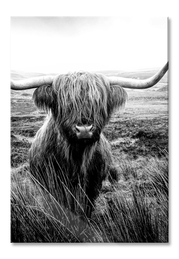 Pixxprint Glasbild | Wandbild aus Echtglas | Highland Rind mit grossen Hörnern Steppe, Monochrome |