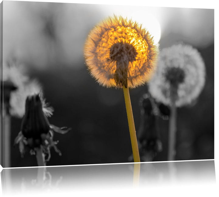 schöne Pusteblumen beim Sonnenuntergang schwarz/weiss Format: 100x70 auf Leinwand, XXL riesige Bilde