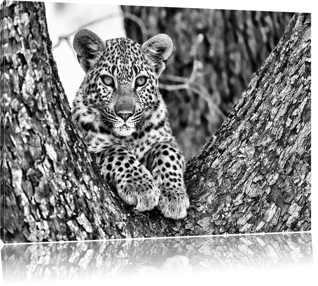 Monocrome, Leopardenbaby, Format: 100x70 auf Leinwand, XXL riesige Bilder fertig gerahmt mit Keilrah