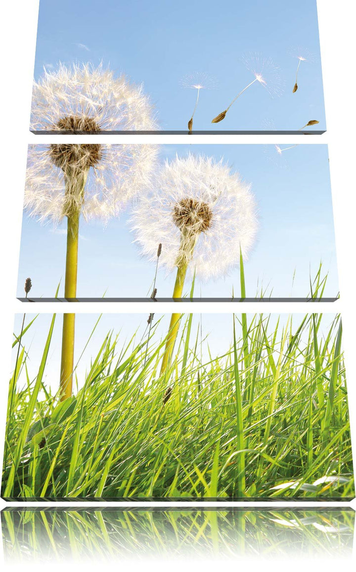 Pixxprint Pusteblumen auf sonniger Frühlingswiese 3-Teiler Leinwandbild 120x80 Bild auf Leinwand