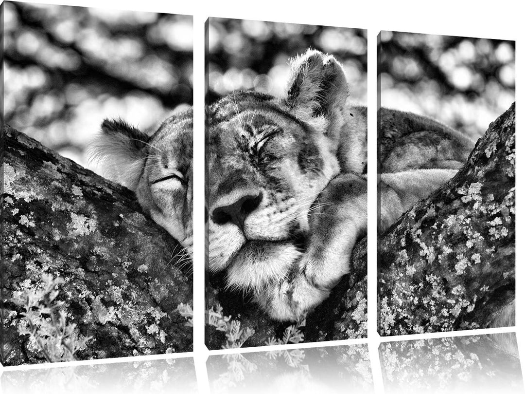 Pixxprint müde Löwin ruht auf Baum als Leinwandbild/Grösse: 3 Teilig (120x80) cm/Wandbild/Kunstdruck
