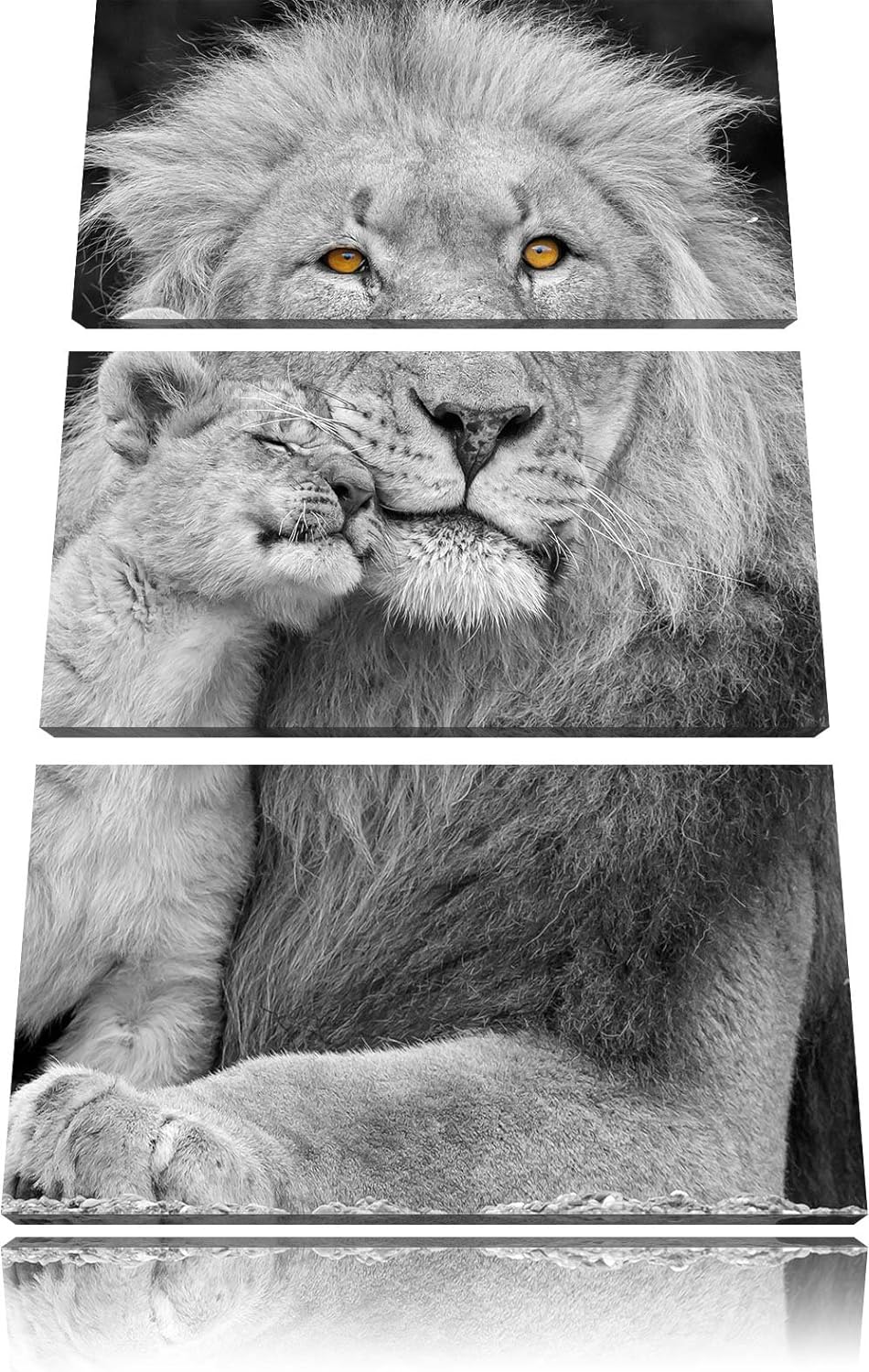 Pixxprint schöner Löwe mit Jungtier als Leinwandbild/Grösse: 3 Teilig (120x80) cm/Wandbild/Kunstdruc