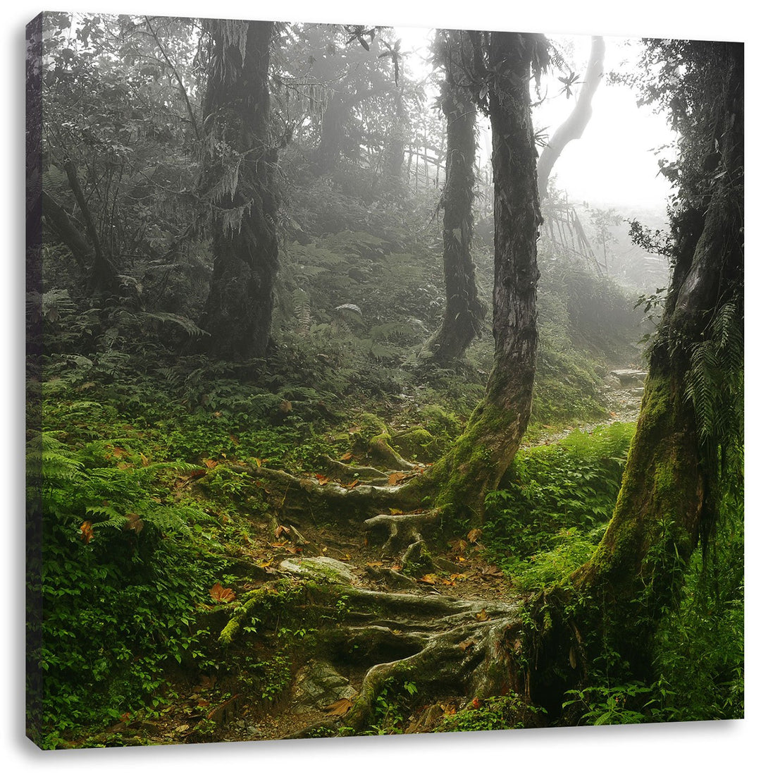 Pixxprint Unberührter Regenwald als Leinwandbild Quadratisch/Grösse: 70x70 / Wandbild/Kunstdruck/fer
