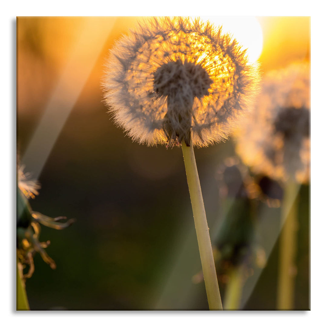 Pixxprint Glasbild | Wandbild auf Echtglas | Pusteblume | 50x50 cm | inkl. Aufhängung und Abstandsha