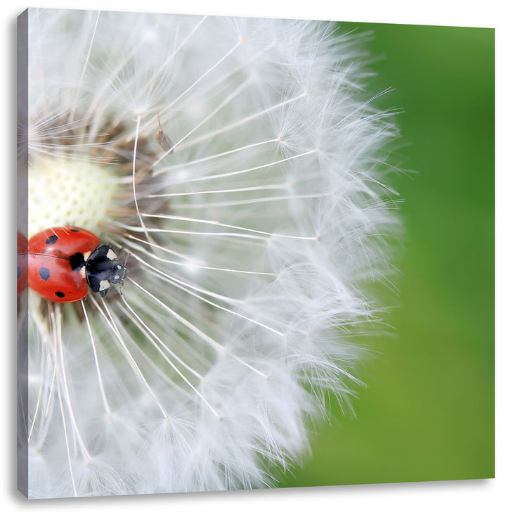 Pixxprint Kleiner Marienkäfer auf einem Löwenzahn, Format: 70x70 auf Leinwand, 70x70