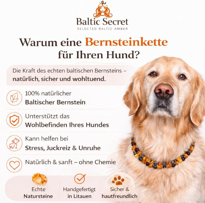 Bernsteinkette Hund, Bernsteinhalsband Hunde mit Lederband, Zeckenschutz Hunde, Flöhe Hund, Zeckensc