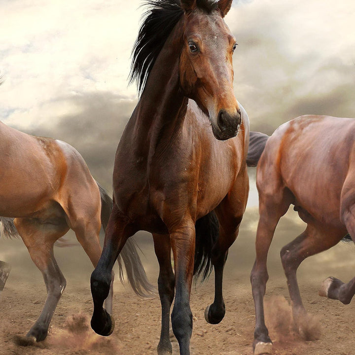 Runa Art Wandbilder Pferde  5 Teilig Bild auf Vlies Leinwand Deko Wohnzimmer Schlafzimmer Tiere Brau