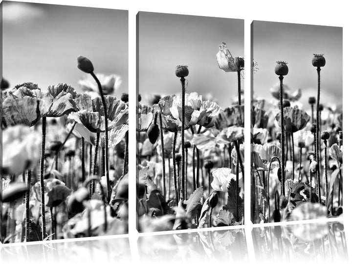 Pixxprint Blumenwiese Mohnblumen als Leinwandbild/Grösse: 3 Teilig (120x80) / Wandbild/Kunstdruck/fe