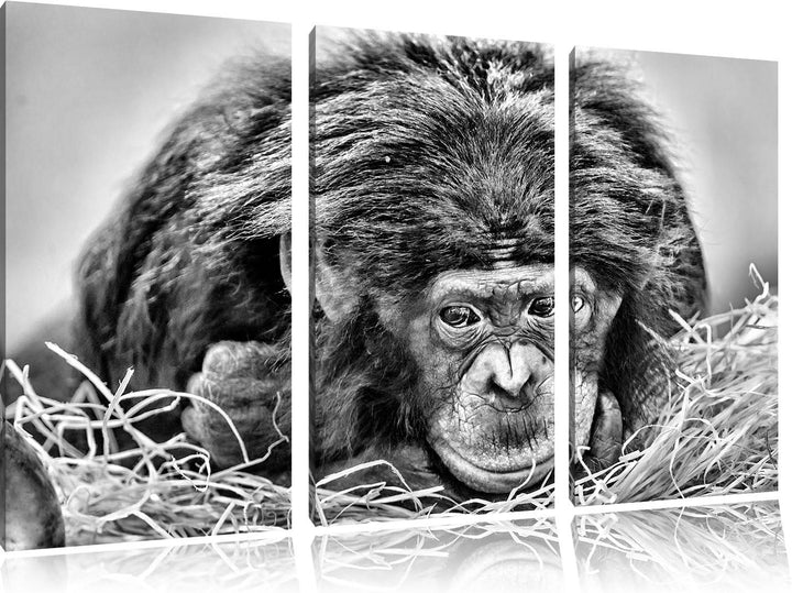 Pixxprint Monocrome, Kleiner Schimpanse im Heu 3-Teiler Leinwandbild 120x80 Bild auf Leinwand