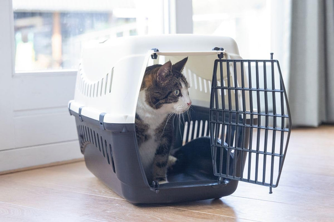 Transportbox Transportkäfig Tragebox für kleine Hunde und grosse Katzen 58x58x38cm