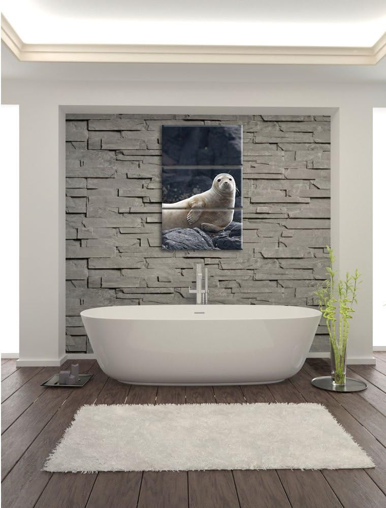 Pixxprint Robbe entspannt auf Felsen als Leinwandbild/Grösse: 3 Teilig (120x80) cm/Wandbild/Kunstdru
