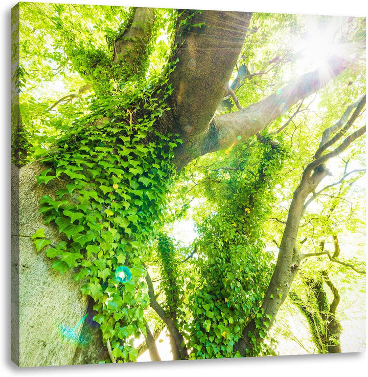 Pixxprint Baum im Sonnenlicht als Leinwandbild Quadratisch/Grösse: 70x70 / Wandbild/Kunstdruck/ferti