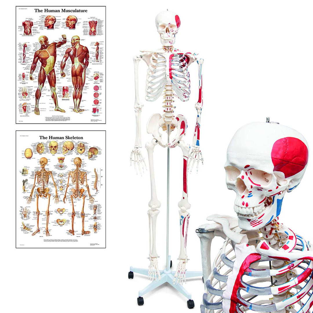 Elementary Anatomy Skelett - Mike, das Budget-Muskelskelett &amp; Ursprüngen - Schulungsmaterialien - Ha
