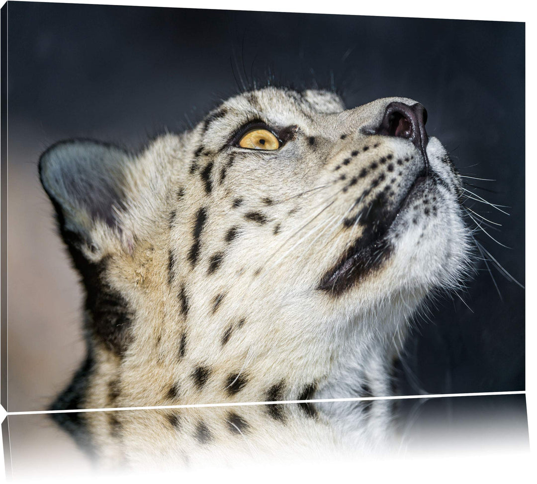 Pixxprint aufschauender Schneeleopard auf Leinwand, XXL riesige Bilder fertig gerahmt mit Keilrahmen