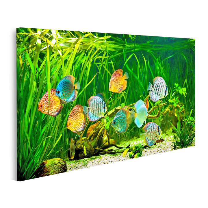 islandburner Bild auf Leinwand Symphysodon Diskus In Einem Aquarium Auf Einem Grünen Hintergrund Bil
