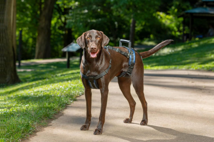 PetSafe CareLift Hebegeschirr für Hunde, Ganzkörperhebehilfe mit Griff und Schultergurt, Brust- und