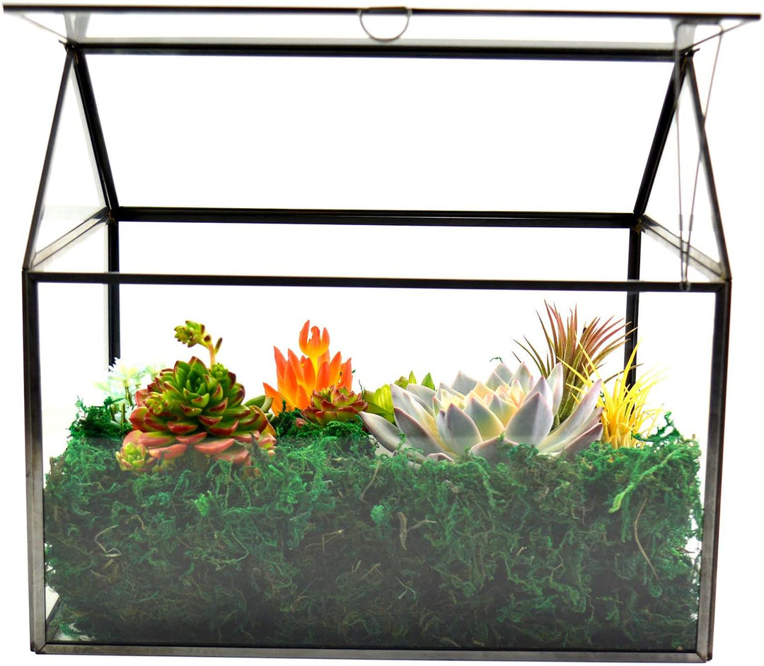 Grosses Glas Pflanze Terrarium - Haus Sukkulenten Glas Terrarium Kit mit Lippe Glas Gewächshaus Terr