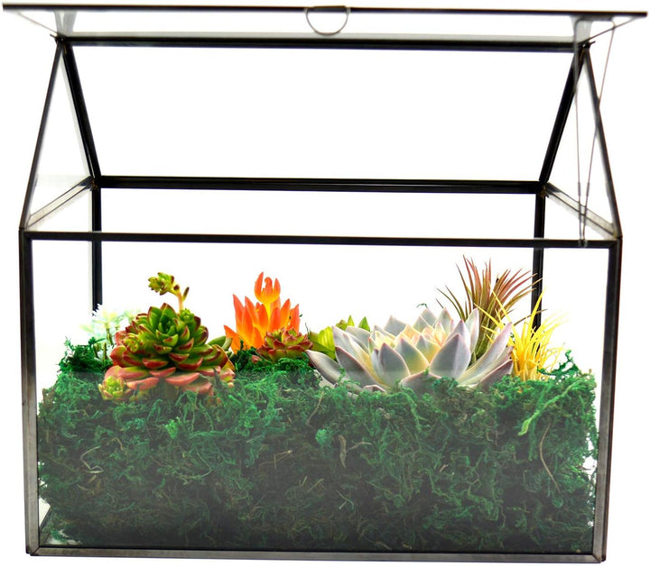 Grosses Glas Pflanze Terrarium - Haus Sukkulenten Glas Terrarium Kit mit Lippe Glas Gewächshaus Terr